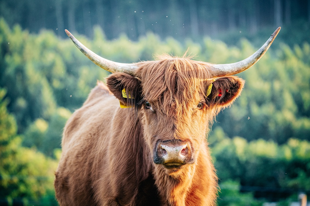 Highland Cattle: Skotské plemeno s výjimečným masem